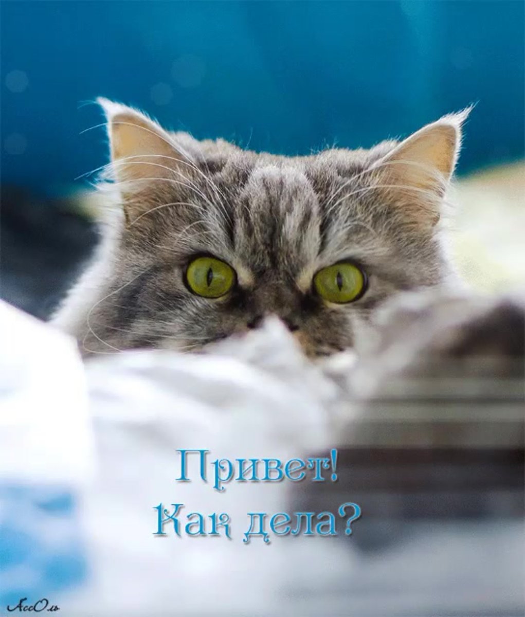 Прикольные приветствия