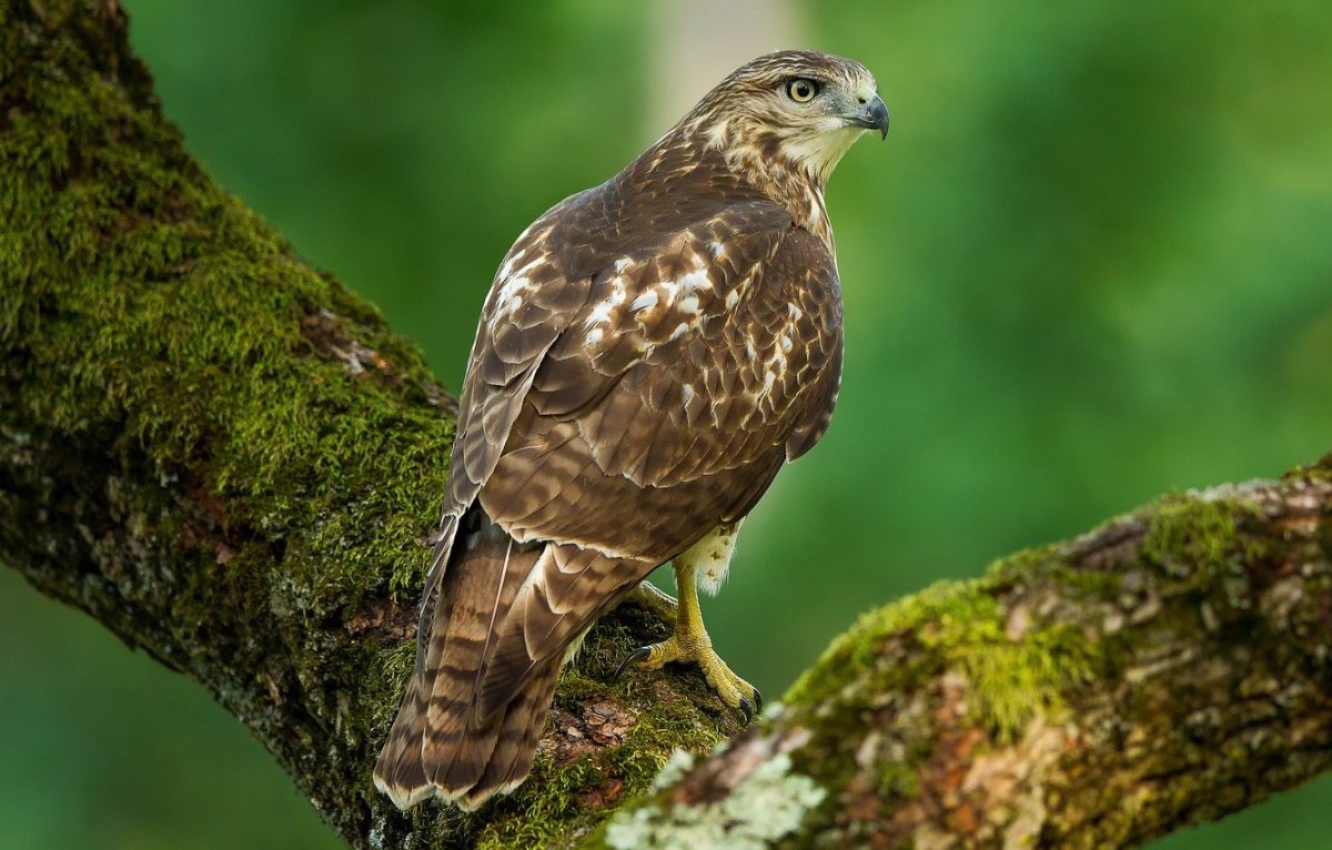 Хищные птицы московской области