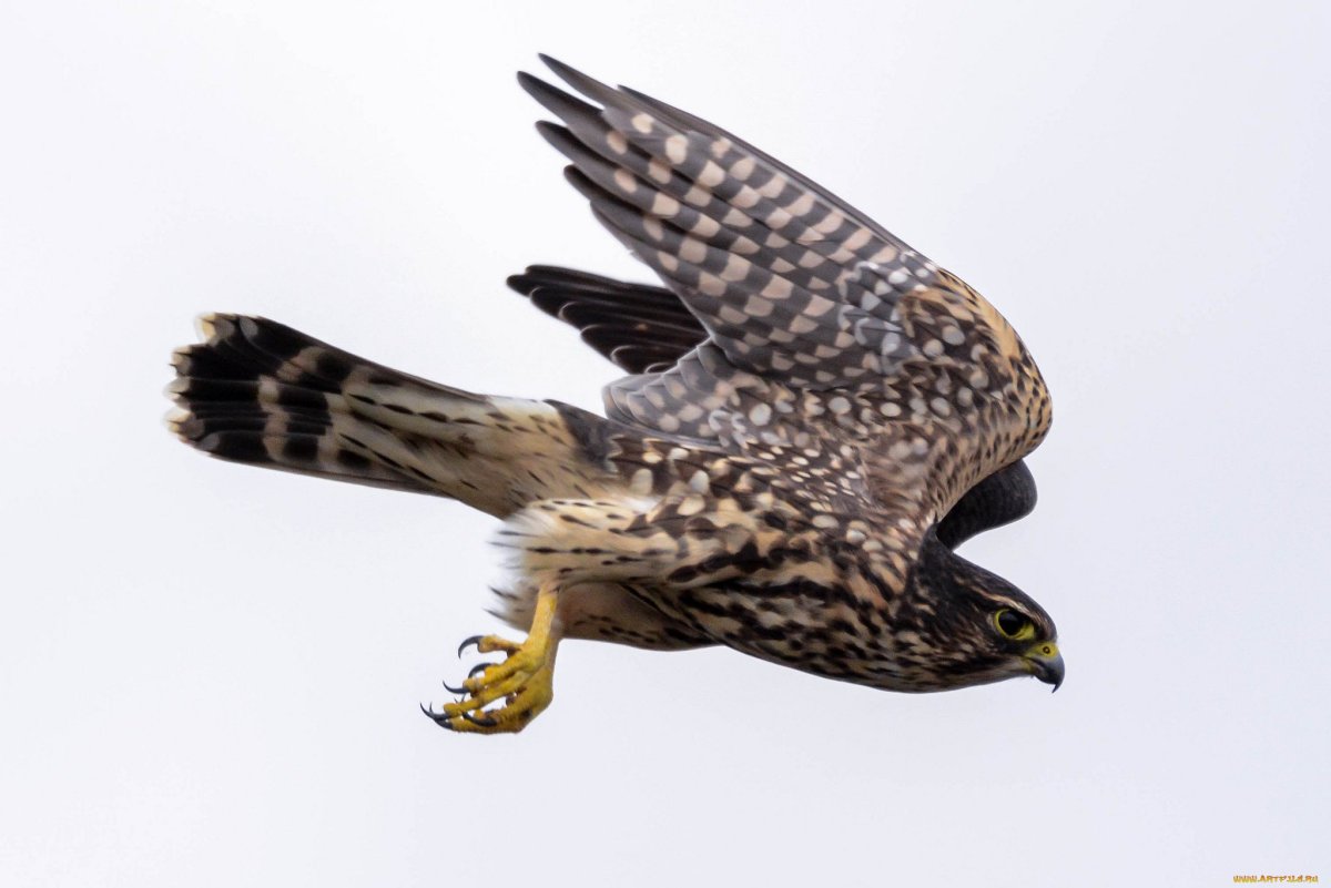 Сокол ястреб Кречет Орлан