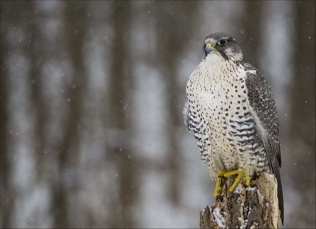 Алтайский Кречет