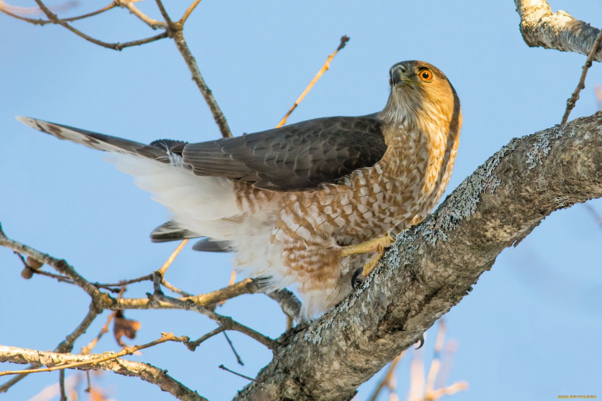 Хищные ночные птицы Подмосковья
