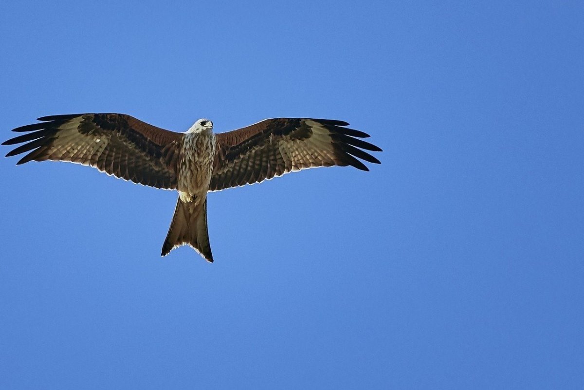 Хищные птицы Кузбасса