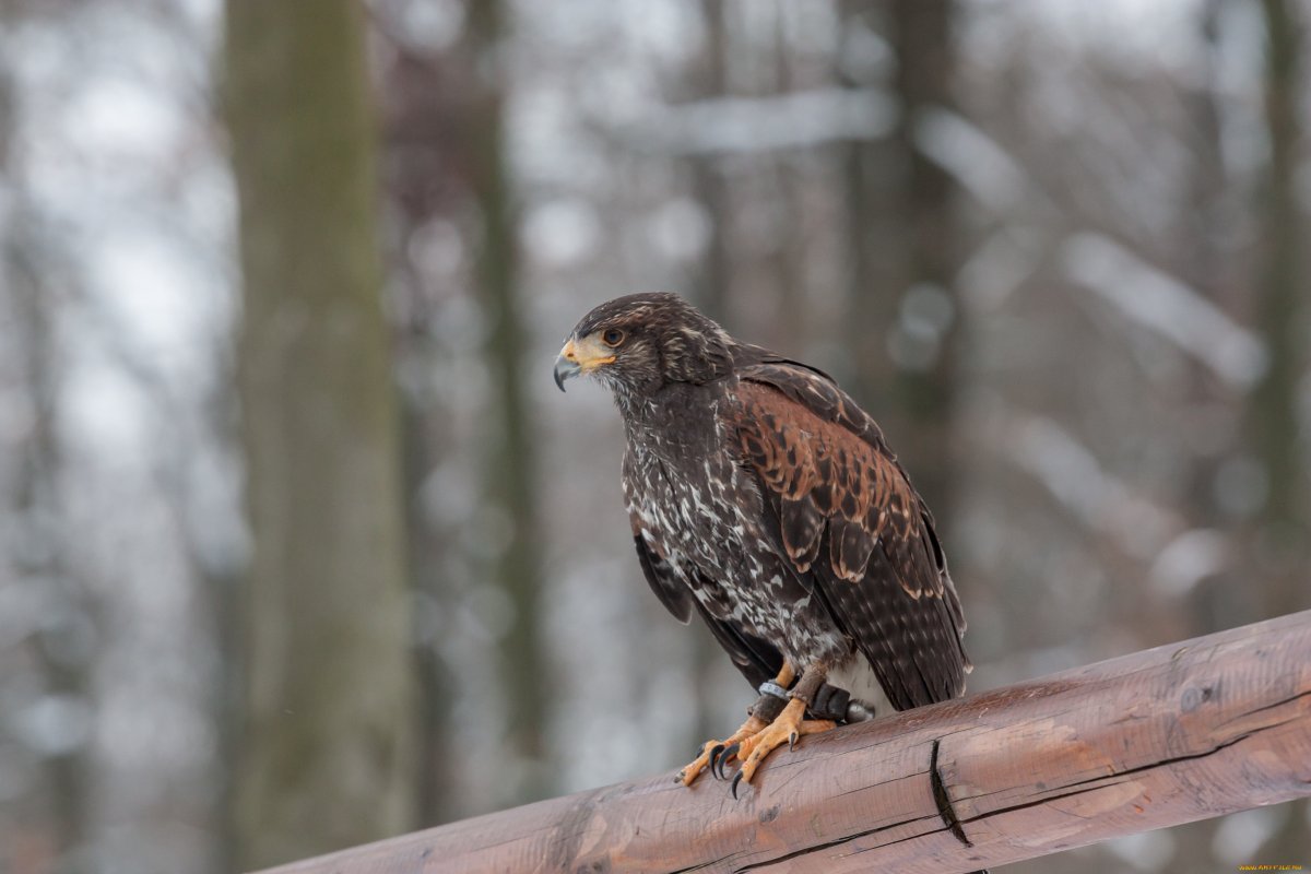 Хищные птицы Сысертского района
