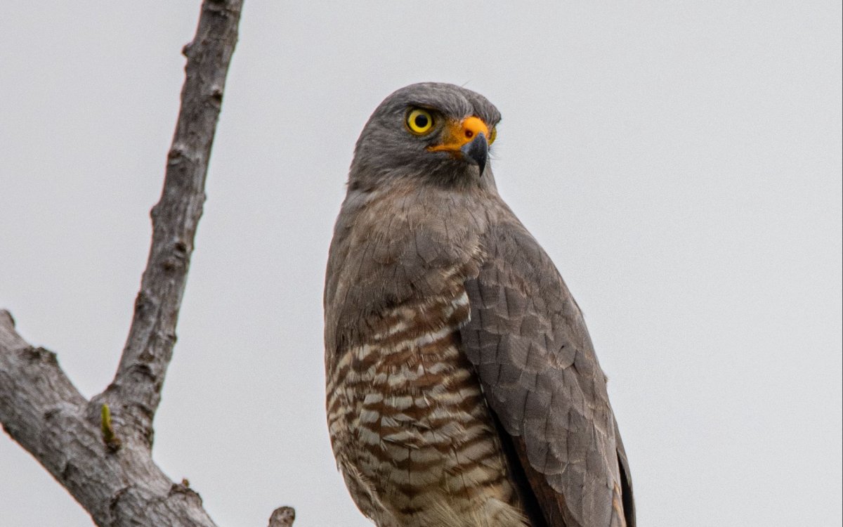 Хищные птицы Тульской области