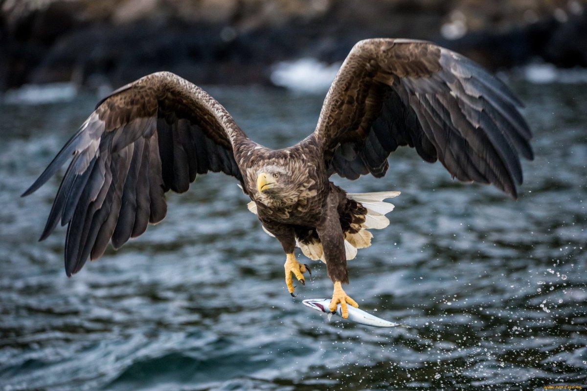 Охрана хищных птиц