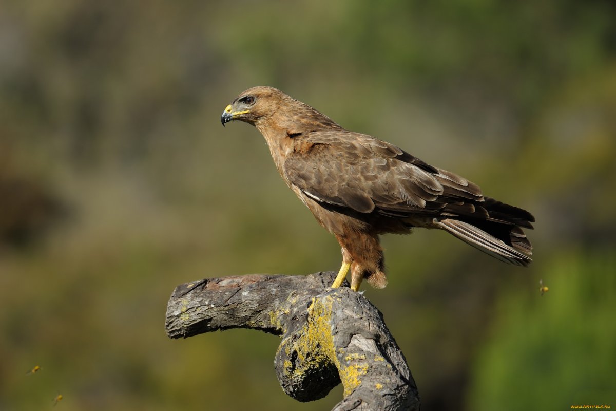 Хищные птицы Ивановской области