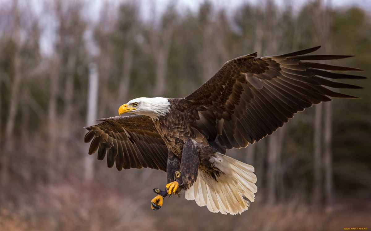 Хищные птицы Тюмени