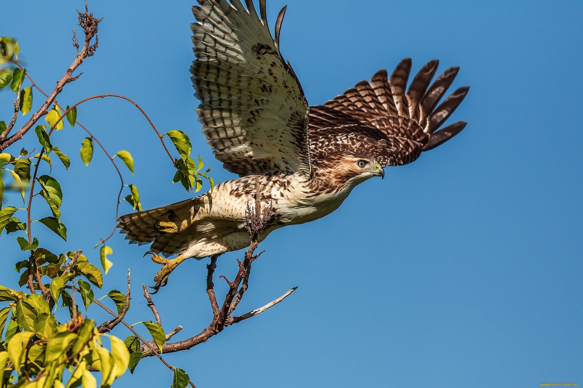 Солнечный остров Краснодар Хищные птицы