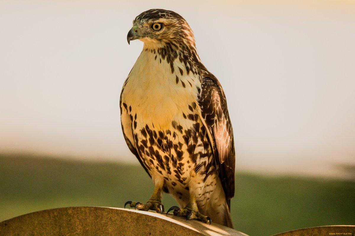 Хищные птицы Краснодарского края