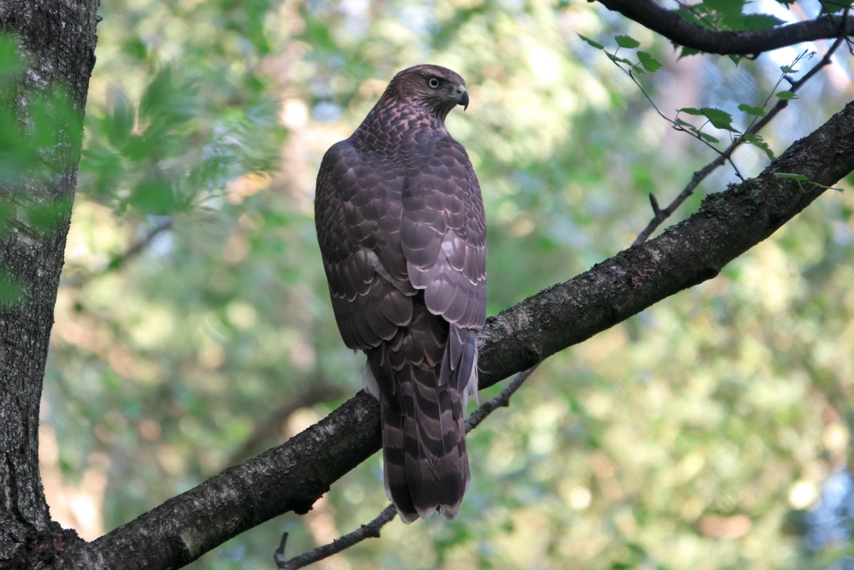 Хищные птицы Москвы
