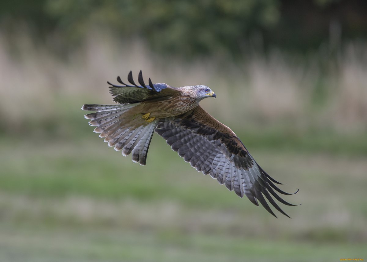 Сокол Черноземья