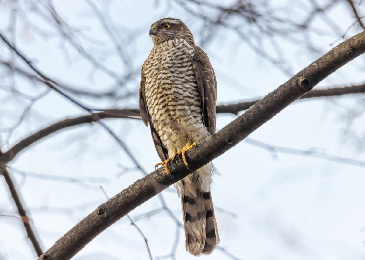 Ястреб перепелятник в городе