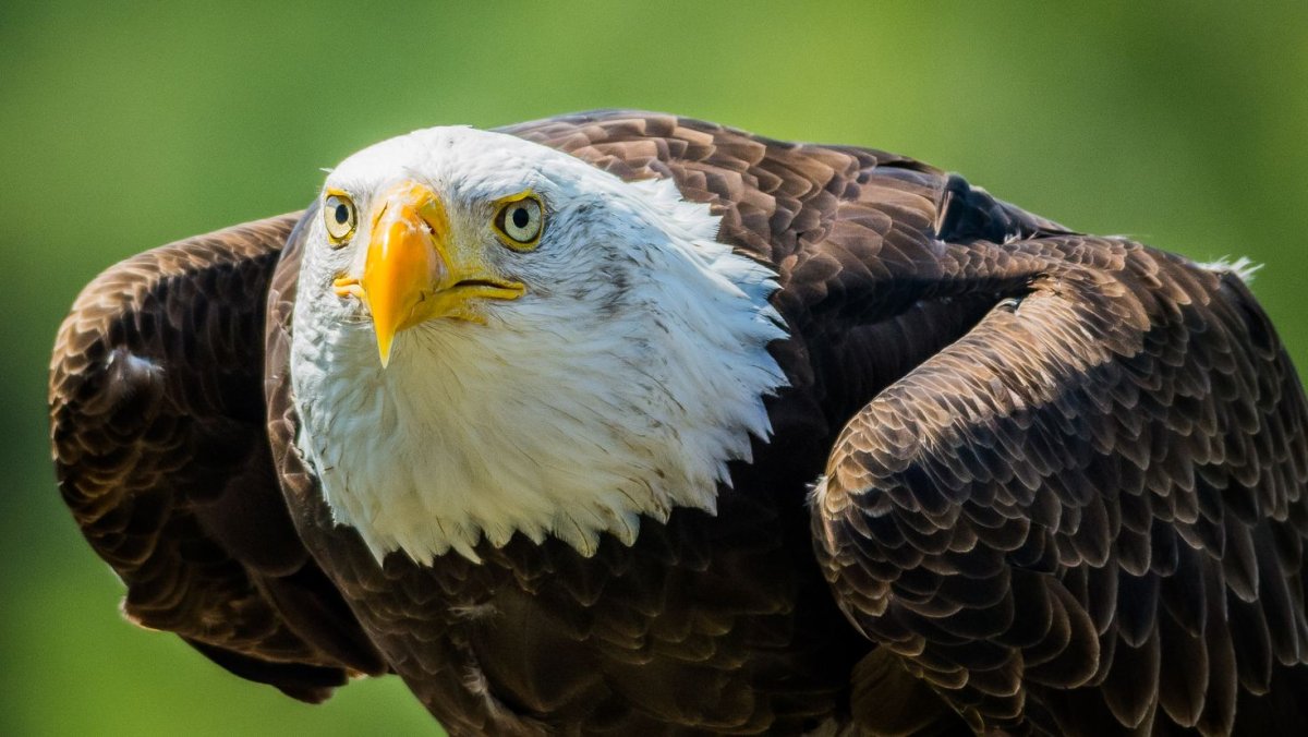 Орёл Орлан белоголовый