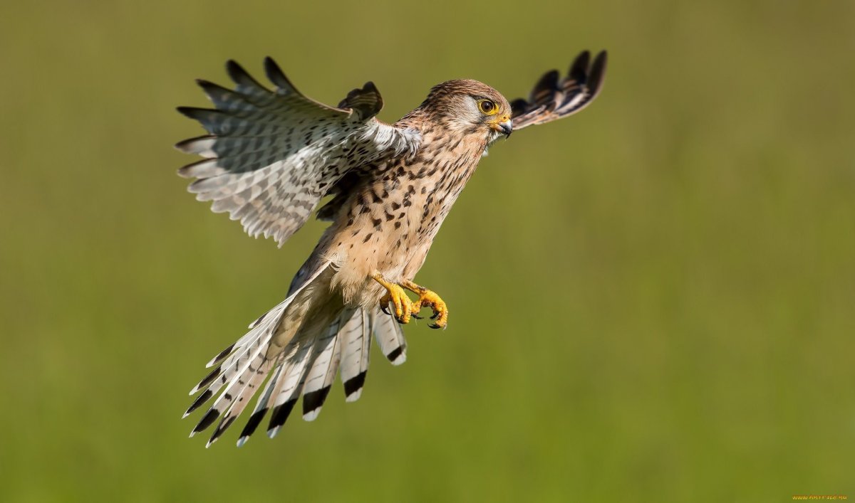 Хищные птицы Подмосковья ястреб
