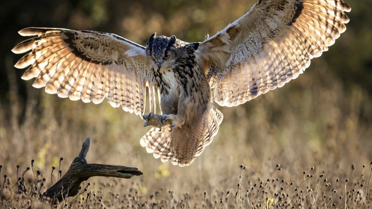 Неясыть хищная птица