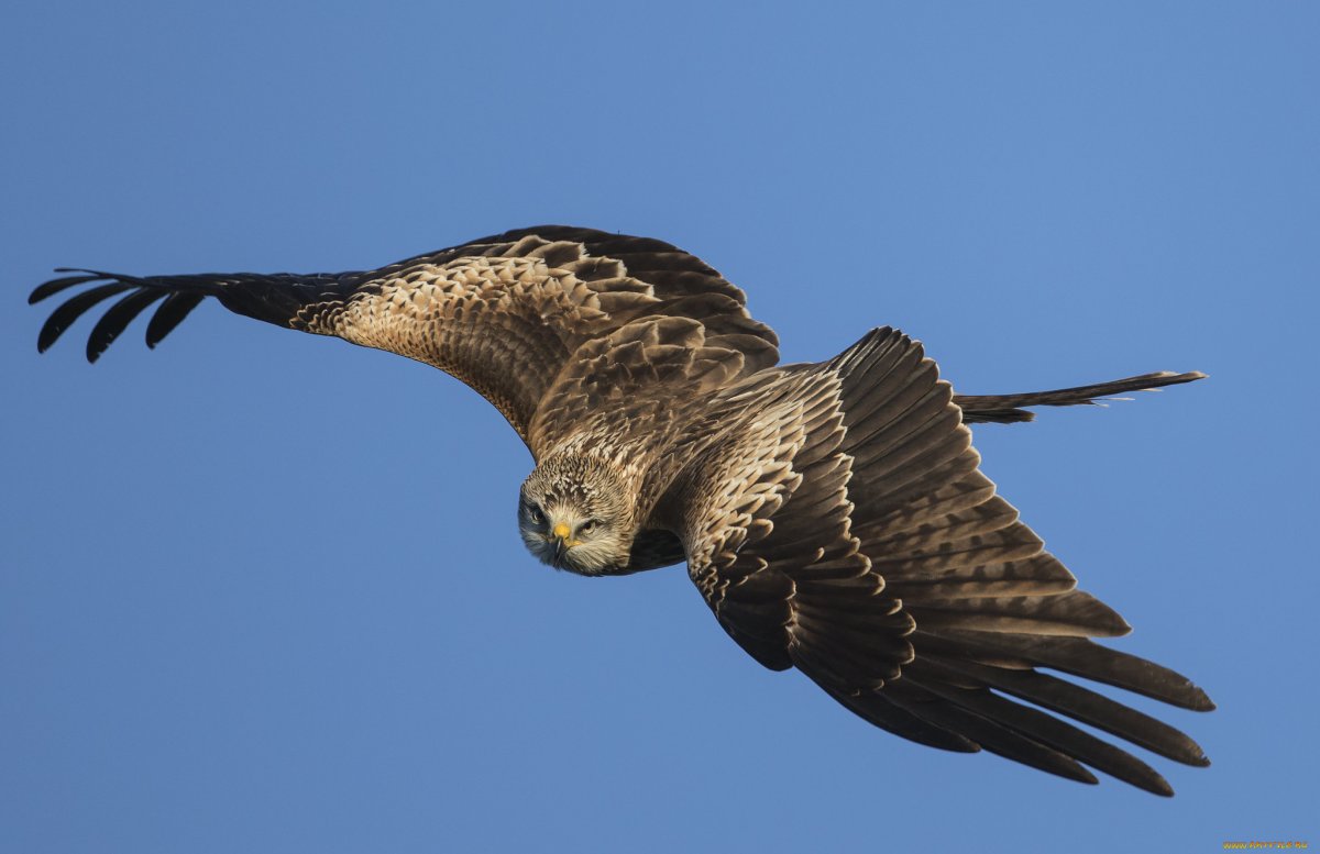 Сокол в Чувашии птица