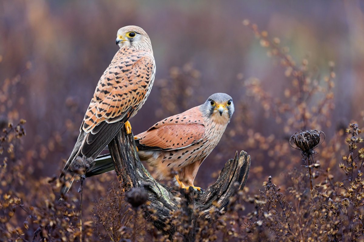 Хищные птицы Армении