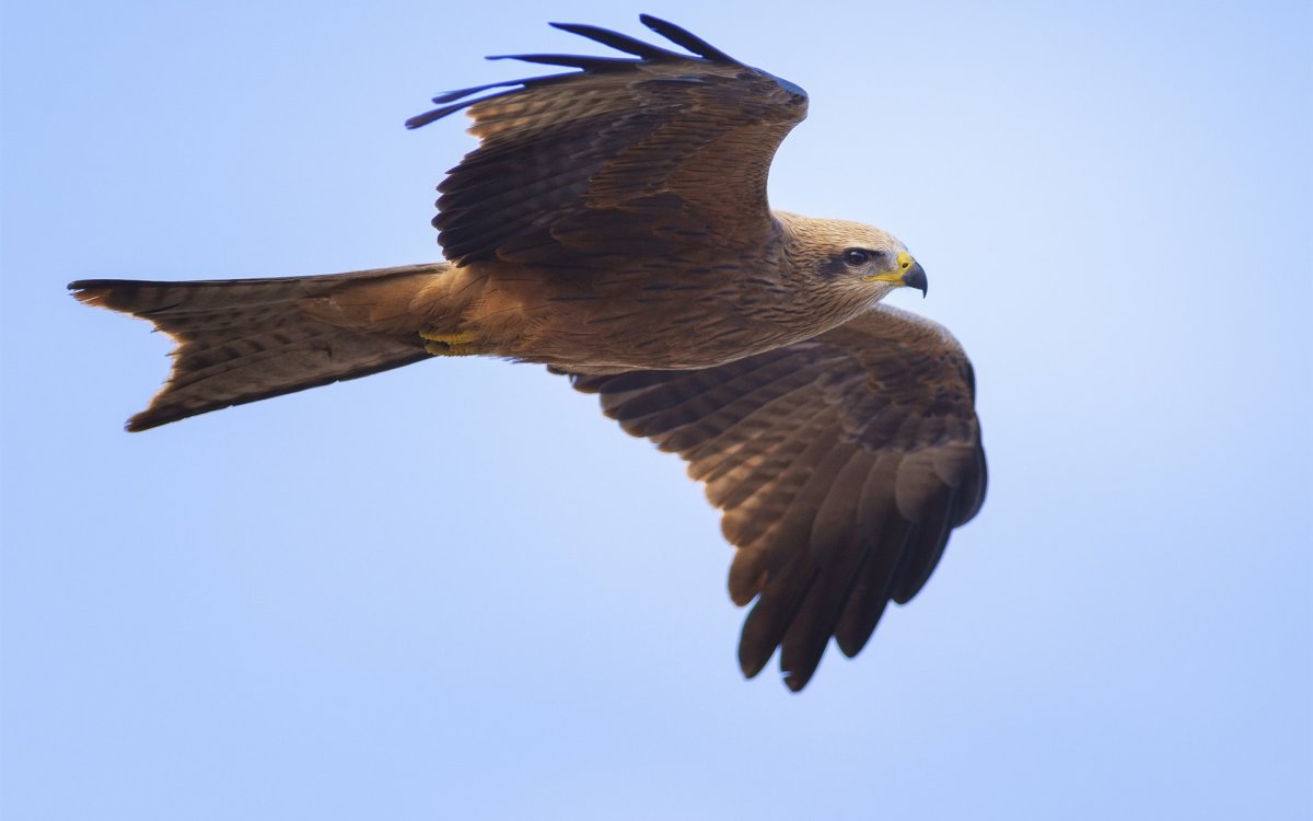 Широкоротый Коршун