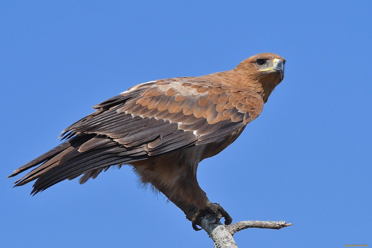 Хищные птицы Оренбургской