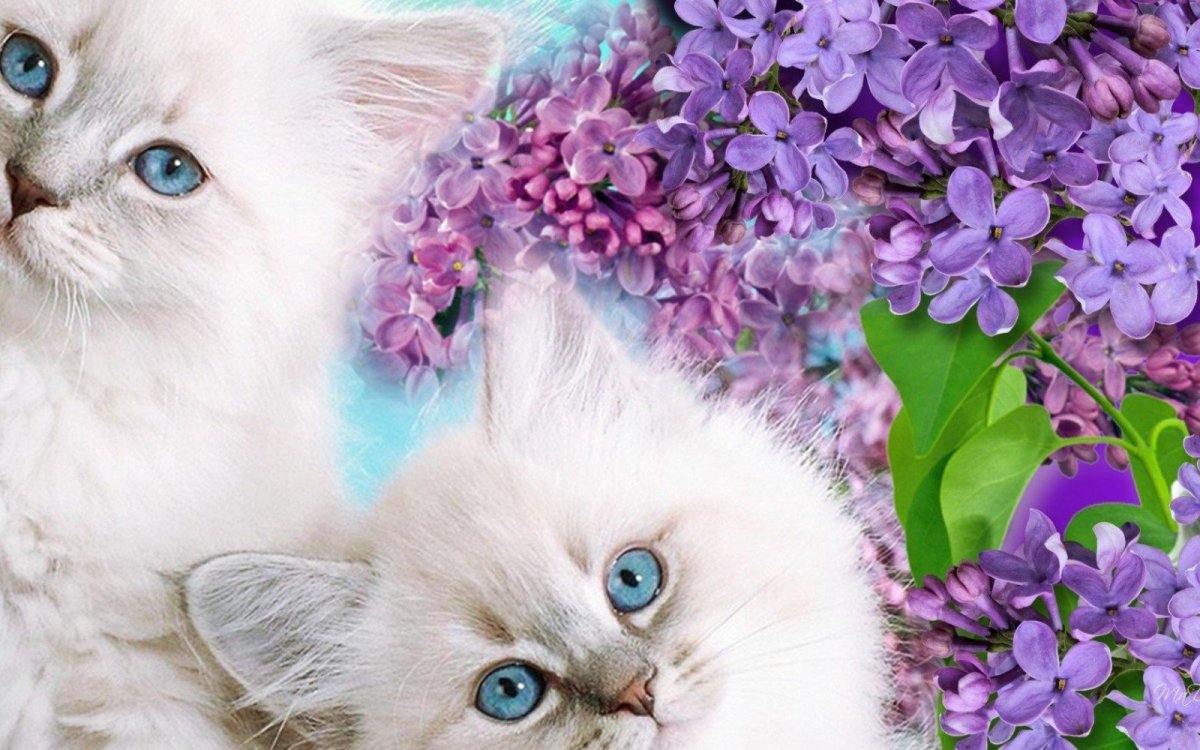 Котята на фоне цветов