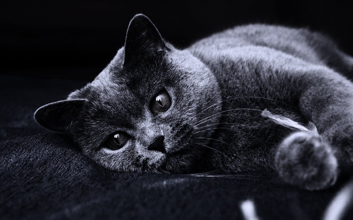 Британец кот