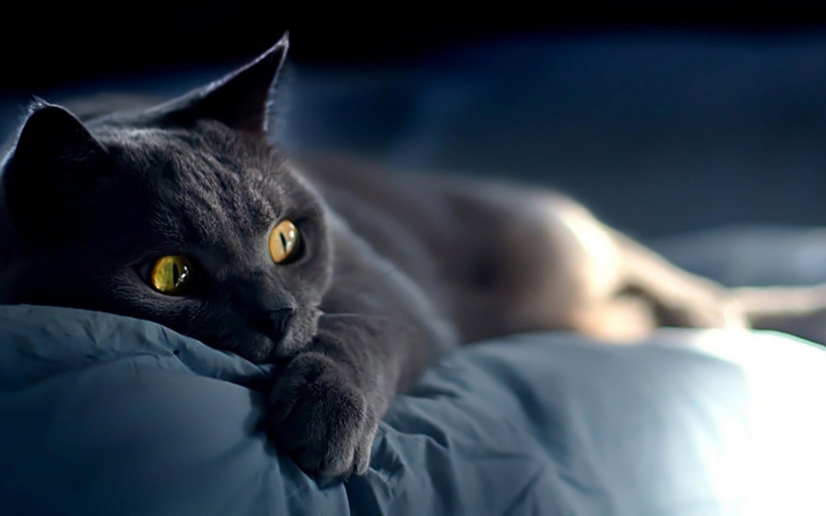 Обои на рабочий стол кошки