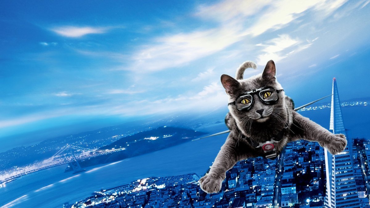 Обои на рабочий стол котики смешные