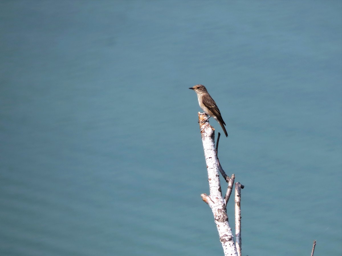 Птицы Самарской области большие