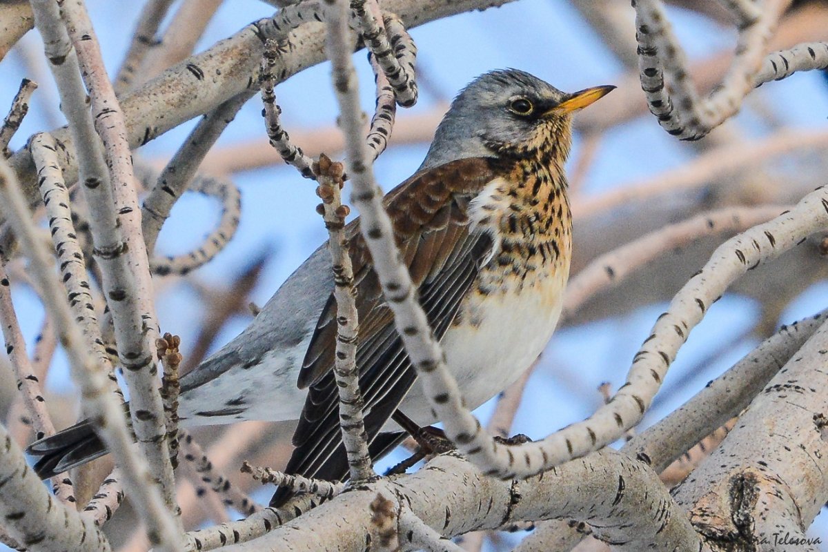 Лесные птицы Самарской