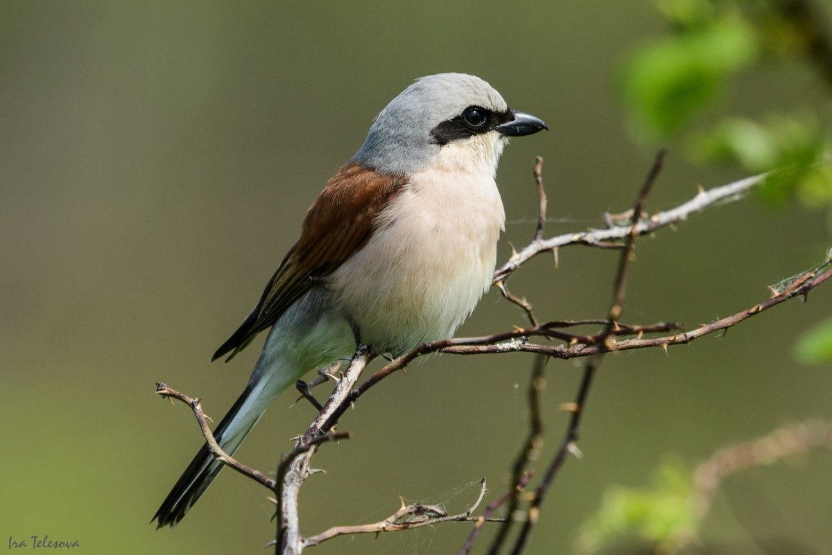 Лесные птицы Самарской области