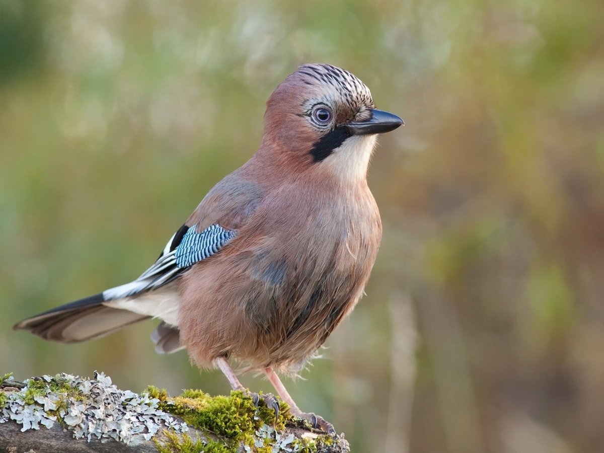 Сойка птица Ленинградская область