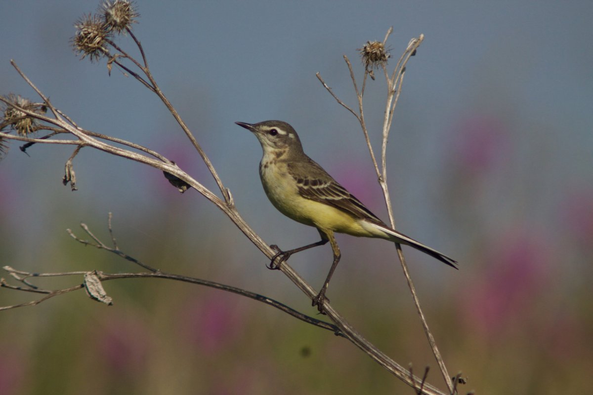 Трясогузка Подмосковная