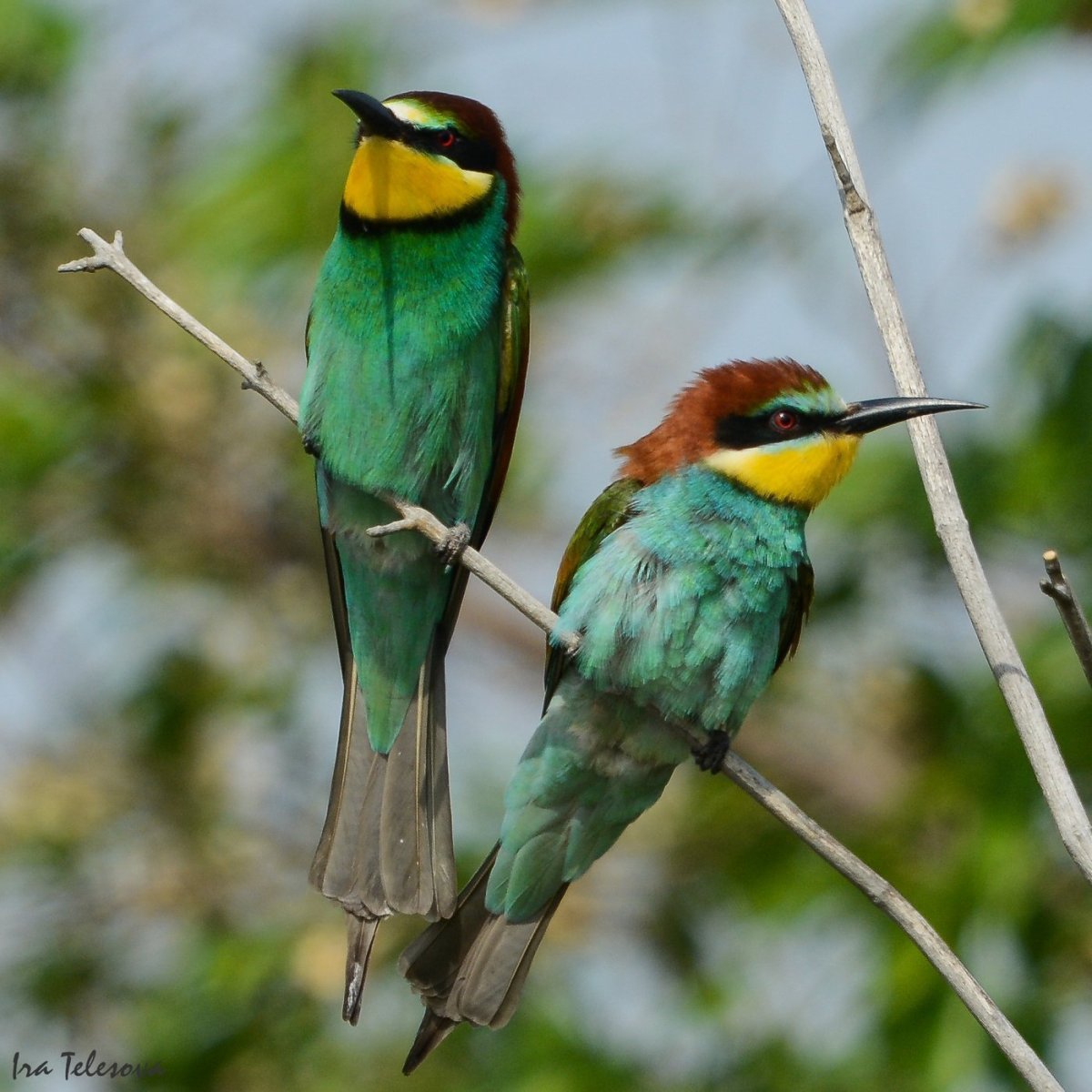 Золотистая щурка в Саратовской области