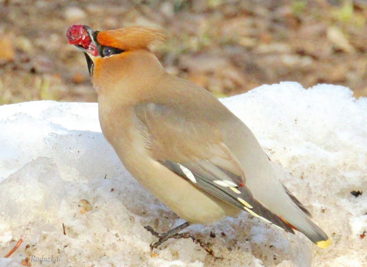 Авито Оренбург животные и птицы
