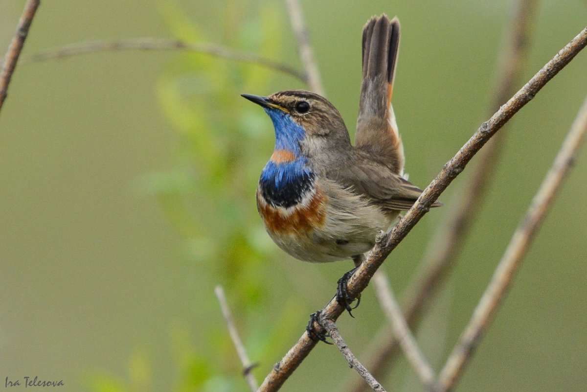 Варакушка Перелетная
