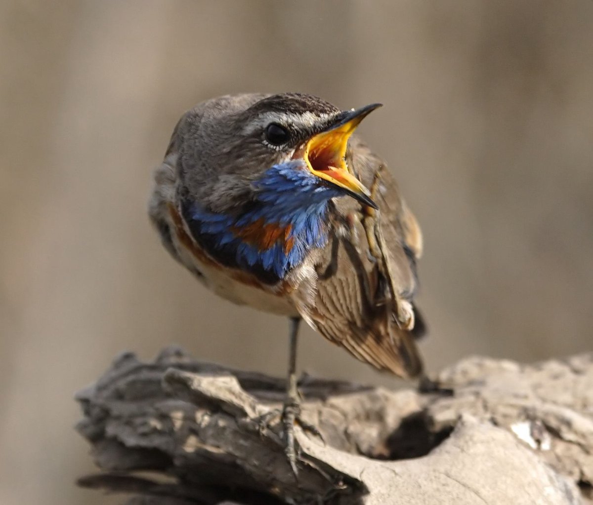 Варакушка Лесные яйца