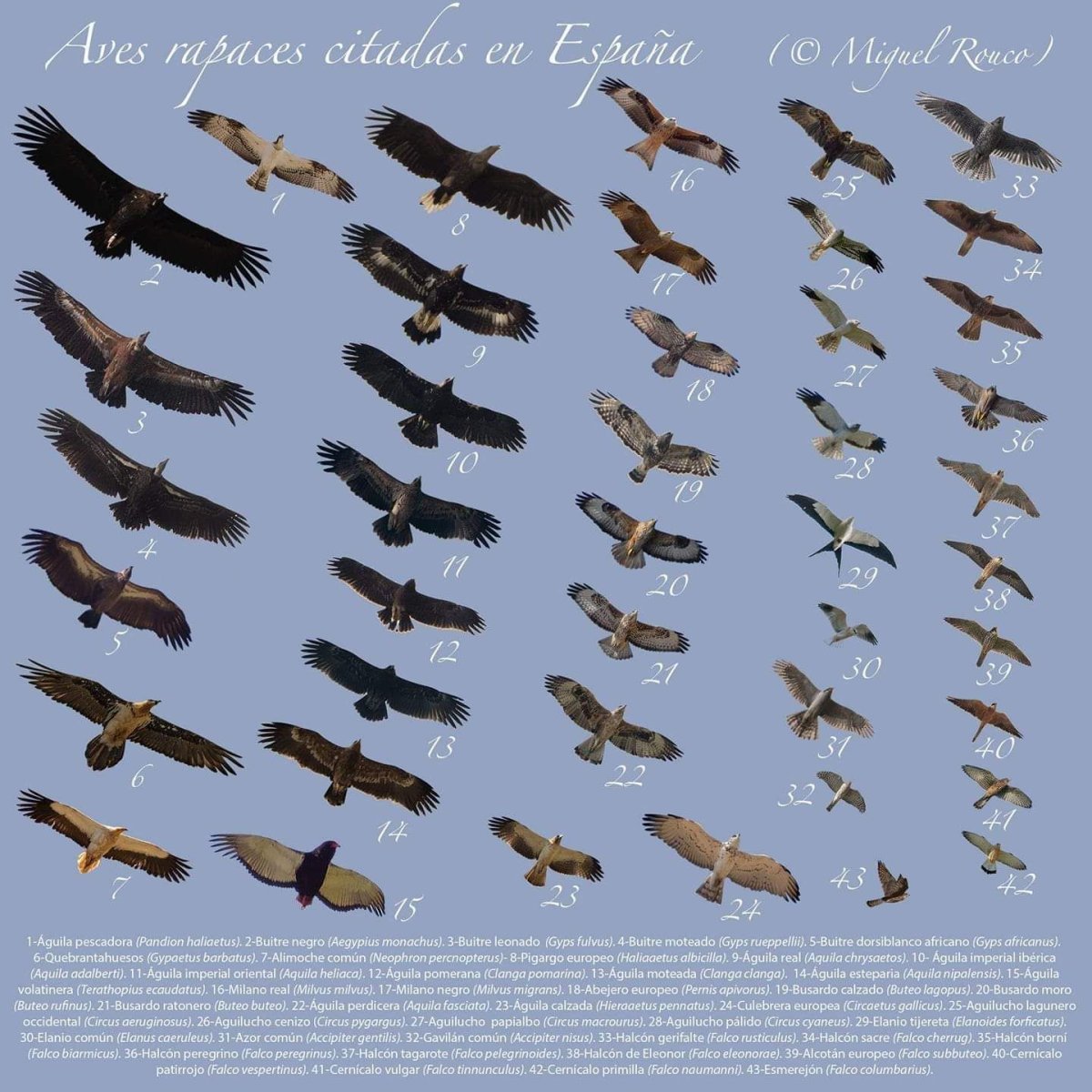 Alcotan europene птица