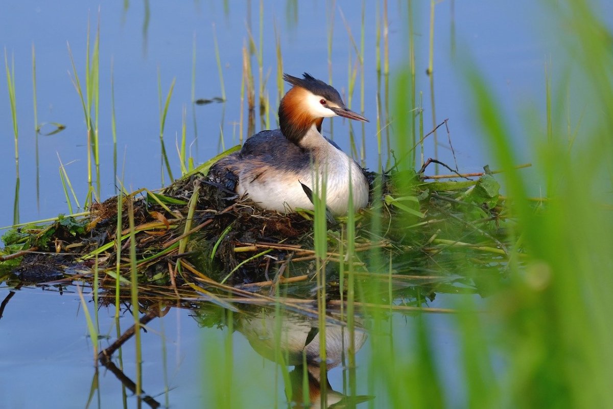 Чомга хохлатая