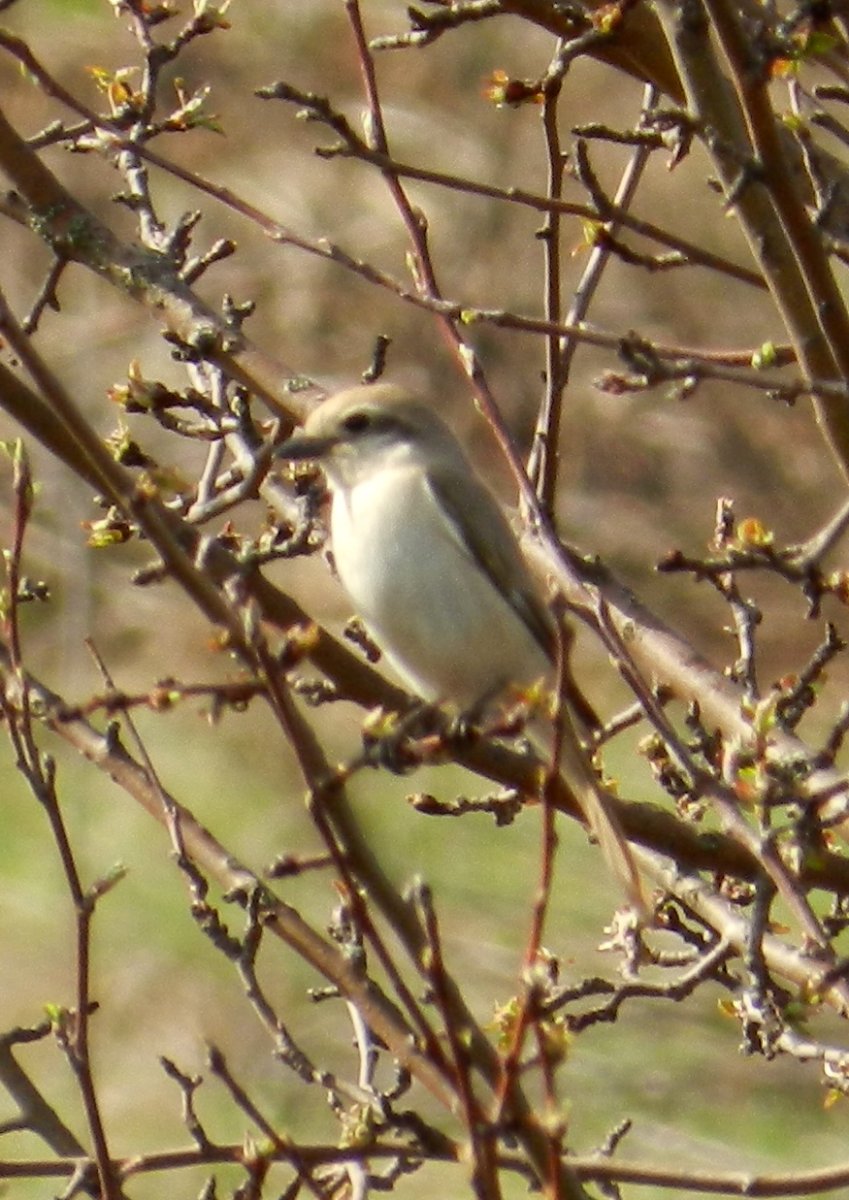 Редкие птицы Самарской области