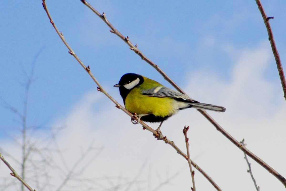 Синица для детей