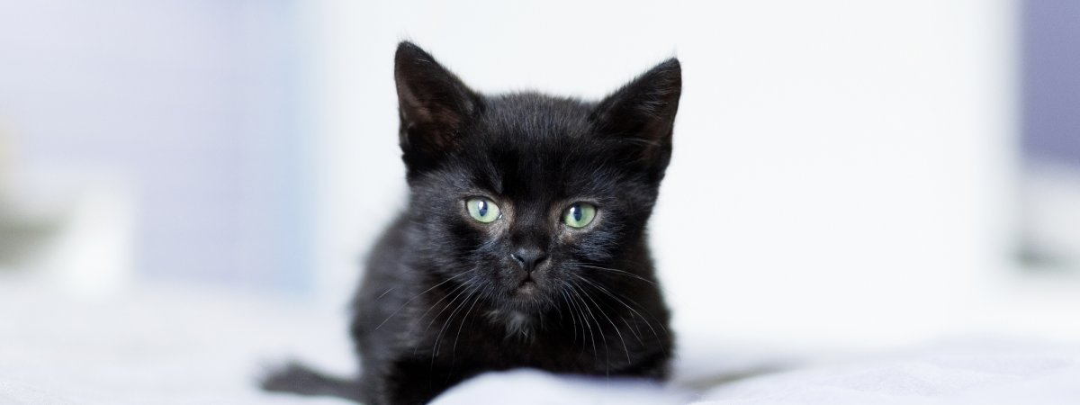 Черный кот обои