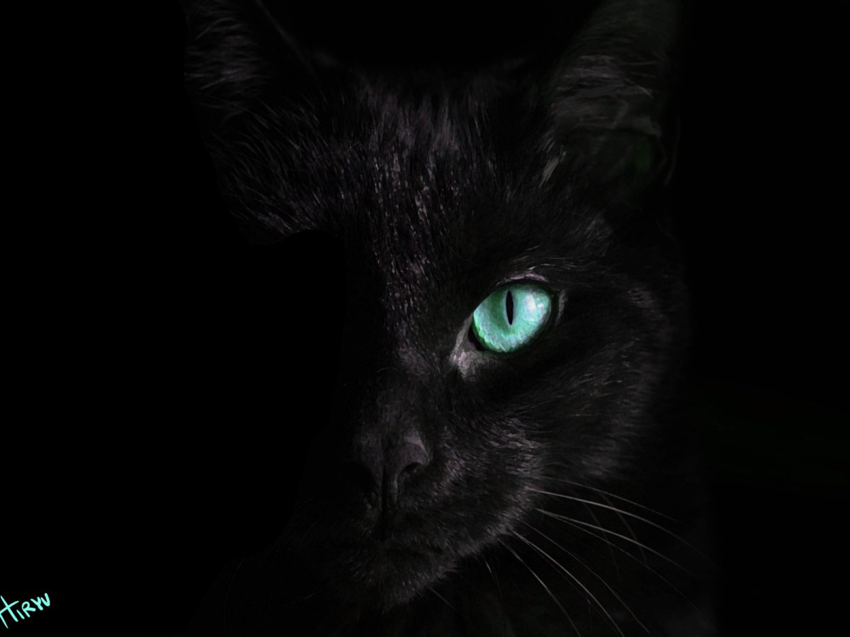 Чёрная кошка на чёрном фоне с зелёными глазами