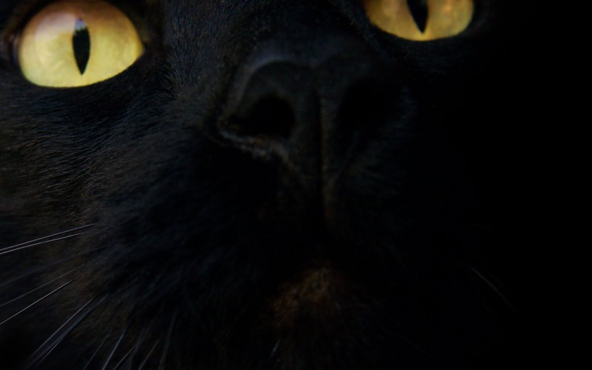 Чёрный кот с красными глазами