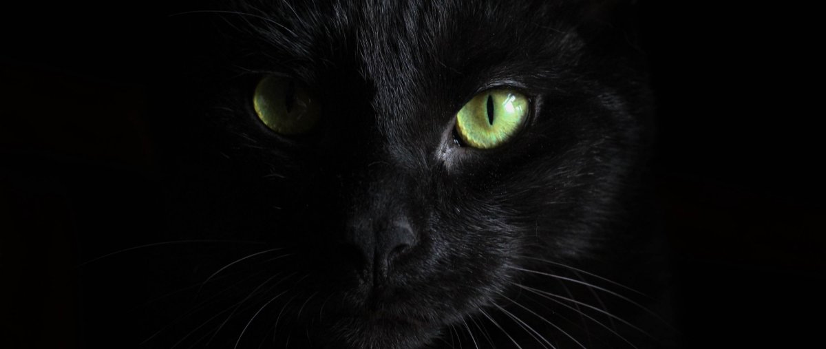 Обои на рабочий стол 1920х1080 черный кот