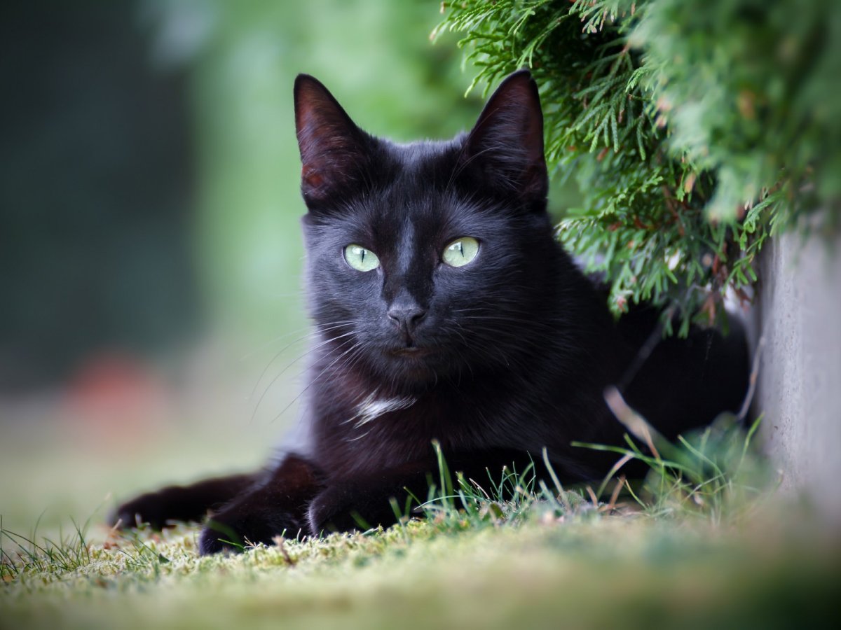 Европейская короткошерстная кошка черная