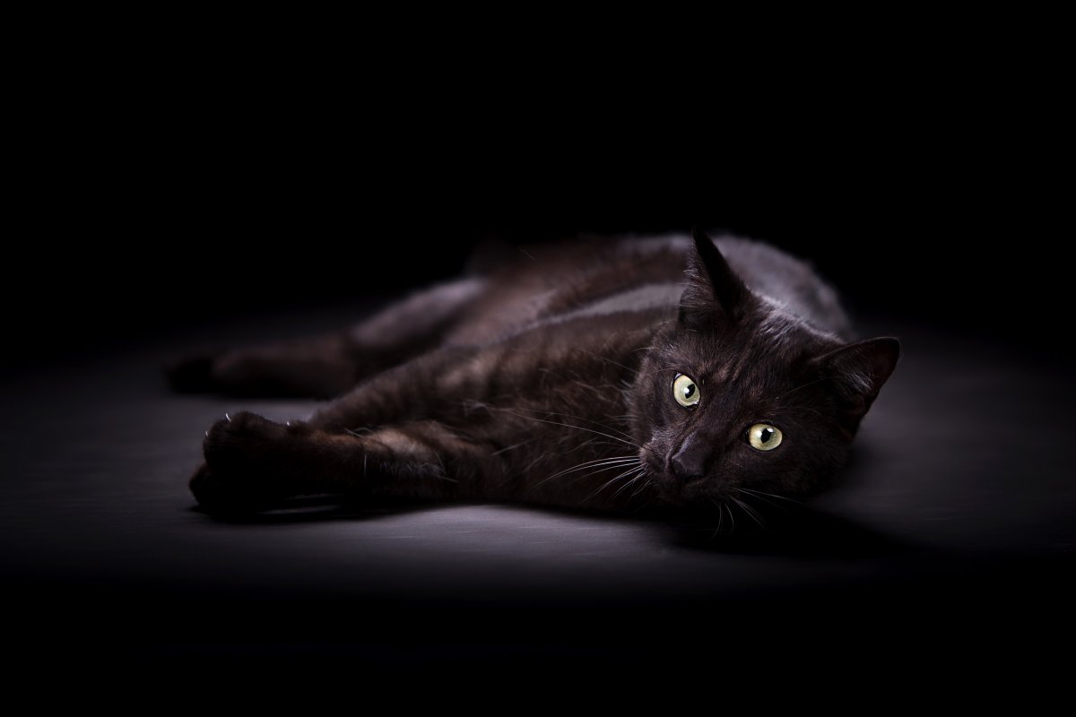 Чёрный кот