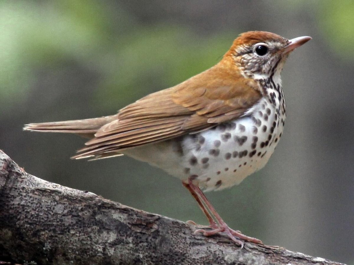 Певчий Дрозд рябчик