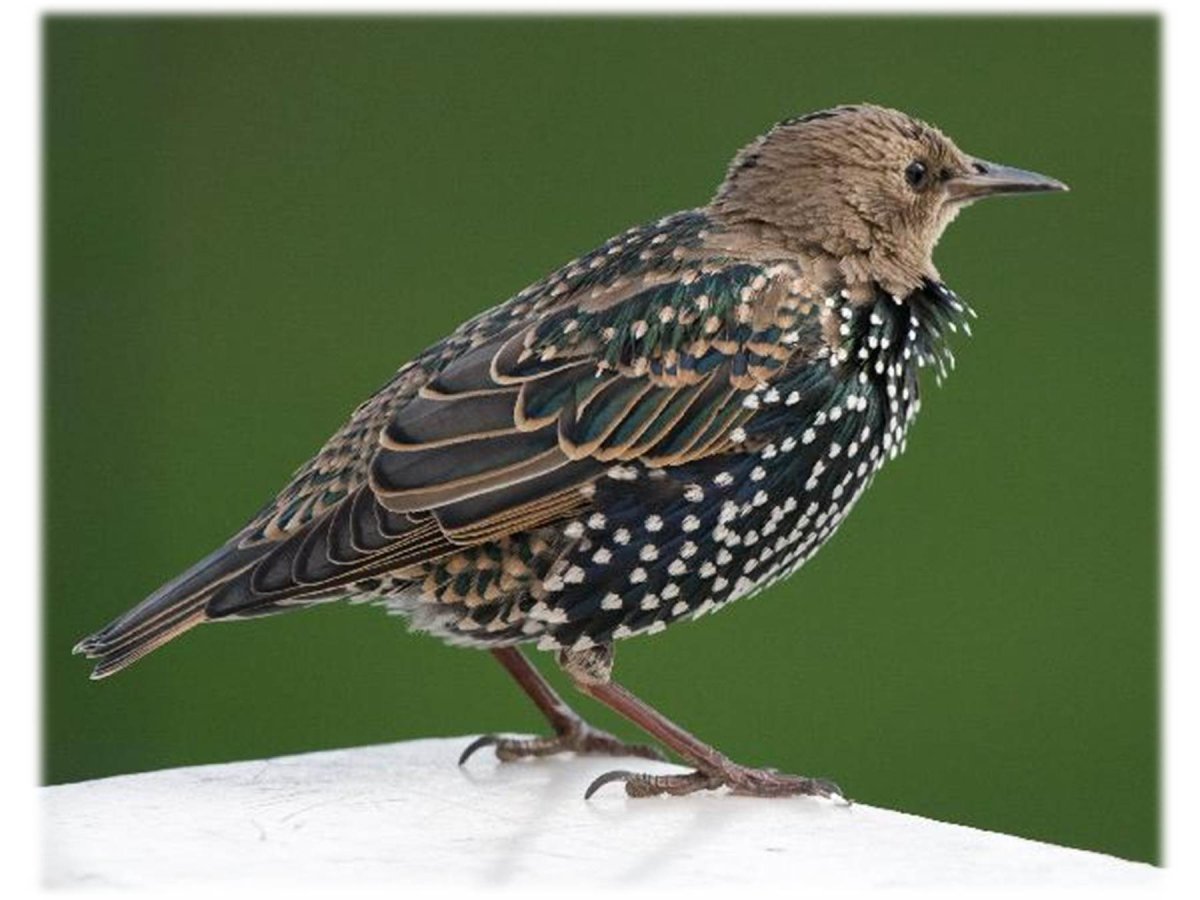 Коричневая птица в пятнышко