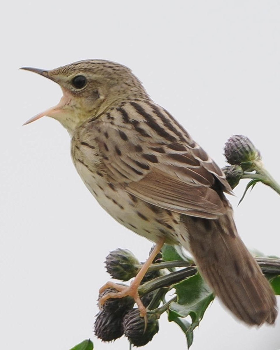 Серая пестрая птица