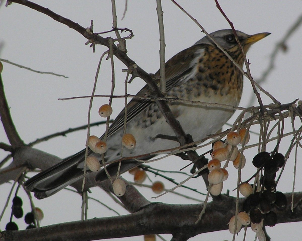 Серая птица больше воробья
